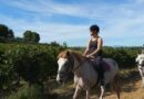 Découvrir les vignobles du Languedoc à cheval ou en buggy