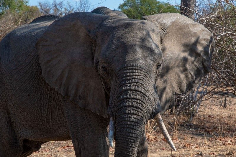 Zambie : safari oui... mais à pied ! 5