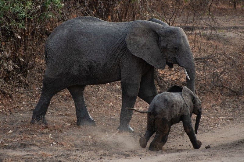 Zambie : safari oui... mais à pied ! 2