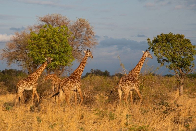 Zambie : safari oui... mais à pied ! 6