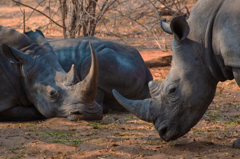 Zambie : safari oui... mais à pied ! 1